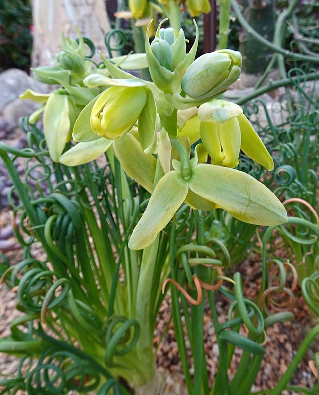 Cuidados com Albuca spiralis 2 Cuidados com Albuca spiralis 2