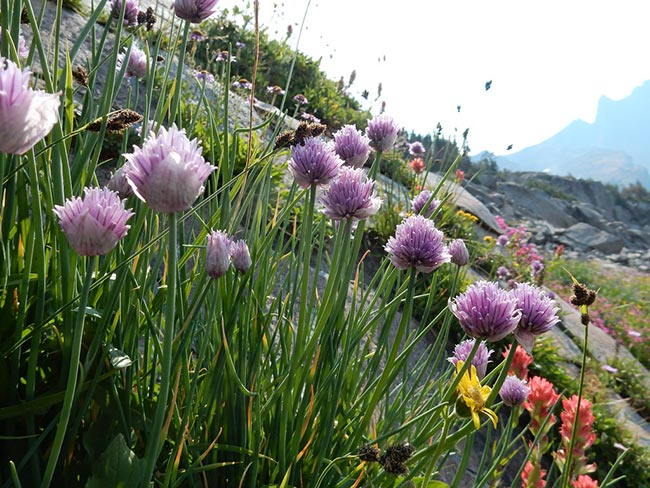 Cuidados com Allium Schoenoprasum