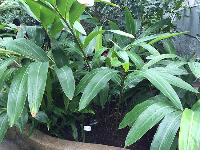 Cuidados com Alpinia zerumbet 1 2