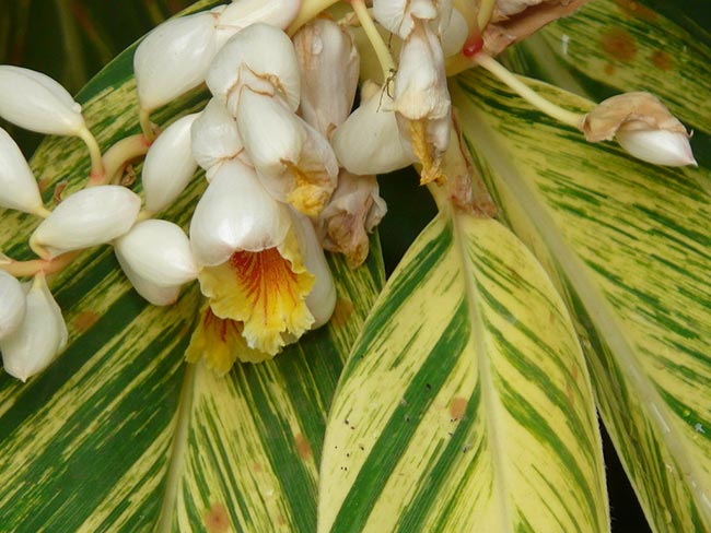 Cuidados com Alpinia zerumbet 2