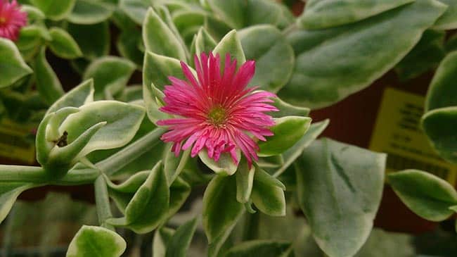 Cuidados com Aptenia cordifolia 1 2 Cuidados com Aptenia cordifolia 1 2
