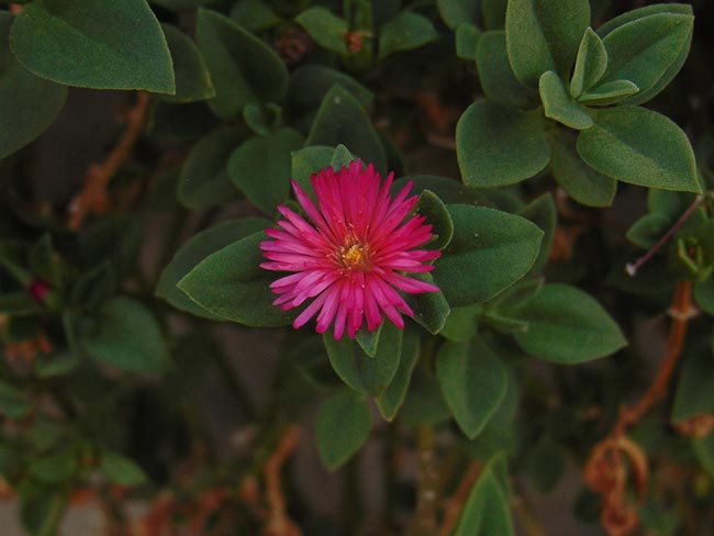 Cuidados com Aptenia cordifolia 3 Cuidados com Aptenia cordifolia 3