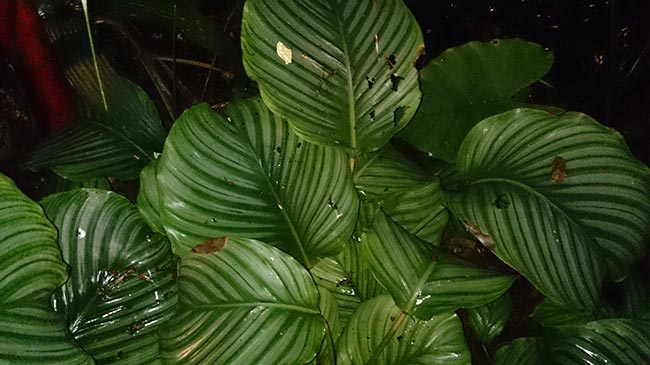 Cuidados com Calateia Melancia 1
