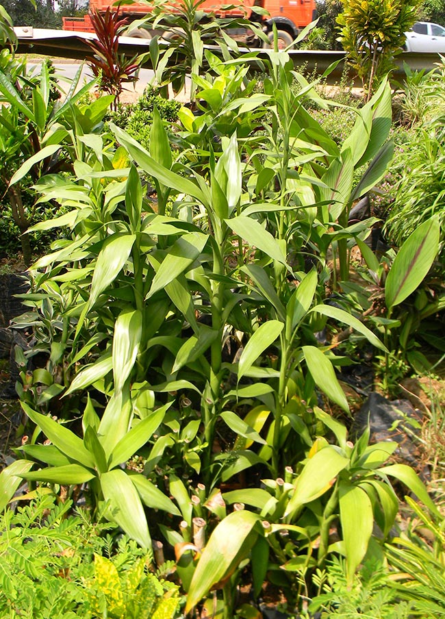 Cuidados com Dracaena sanderiana 1 2 Cuidados com Dracaena sanderiana 1 2