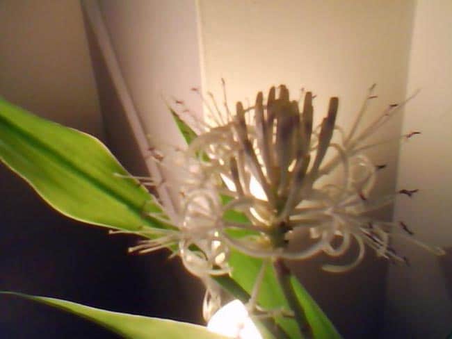 Cuidados com Dracaena sanderiana 3 Cuidados com Dracaena sanderiana 3