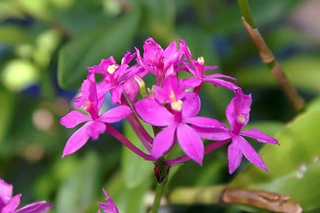 Cuidados com Especies de Epidendrum