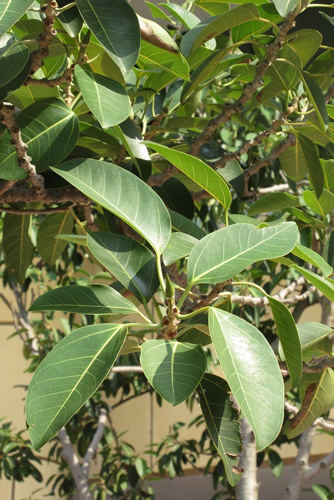 Cuidados com Ficus altissima Cuidados com Ficus altissima