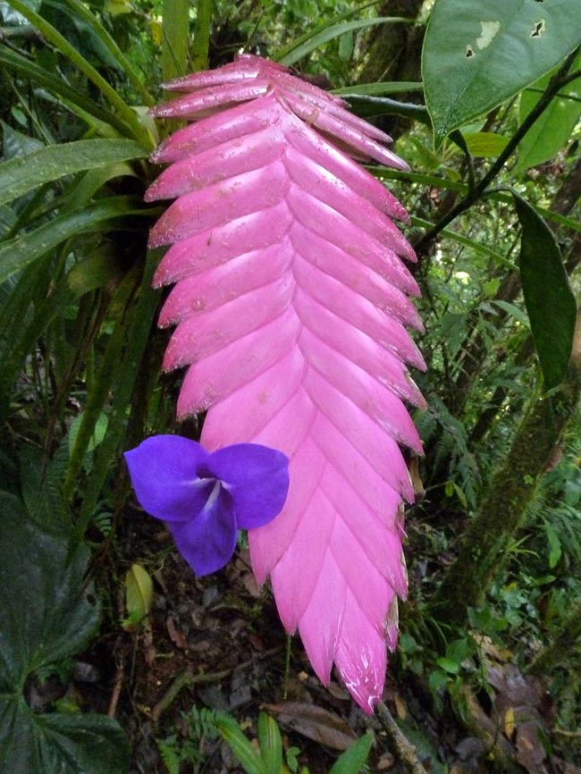 Cuidados com Flor de Tilandsia 1 2