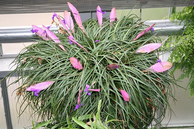 Cuidados com Flor de Tilandsia 2 1