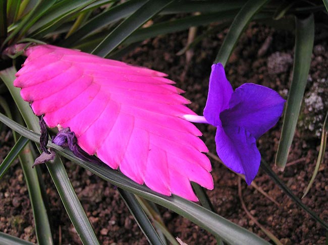 Cuidados com Flor de Tilandsia 3