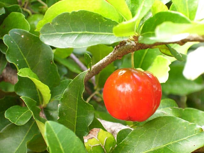Cuidados com Malpighia glabra