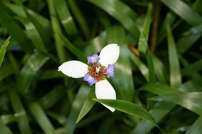 Cuidados com Neomarica Northiana 2