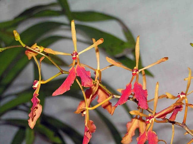 Cuidados com Orquideas Renanthera