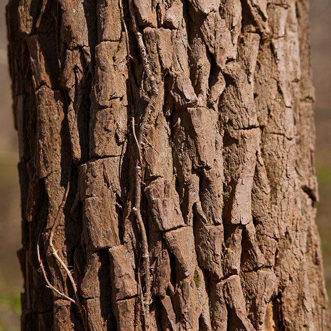 Cuidados com Sassafras 1 Cuidados com Sassafras 1
