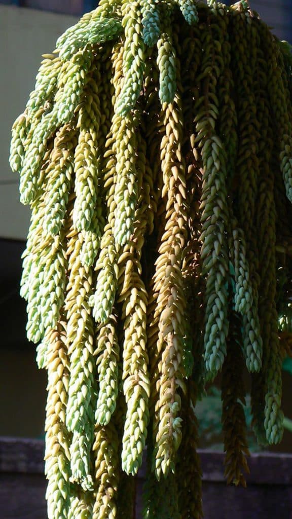 Cuidados com Sedum morganianum 2 Cuidados com Sedum morganianum 2