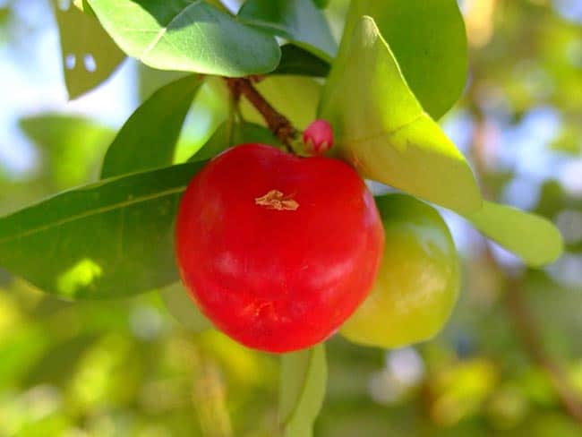 Cuidados com acerola