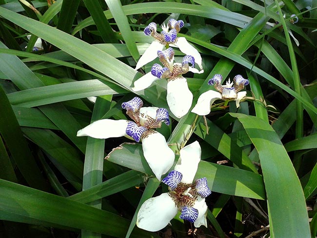 Cuidados com iris da prai 1