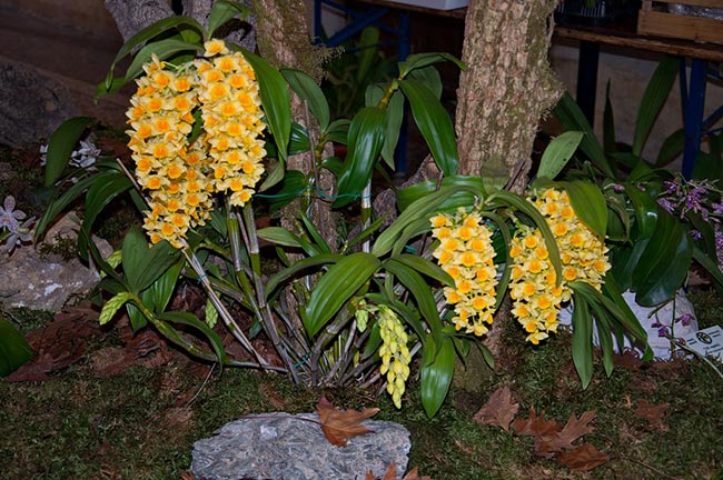 Dendrobium thyrsiflorum amarela Dendrobium thyrsiflorum amarela