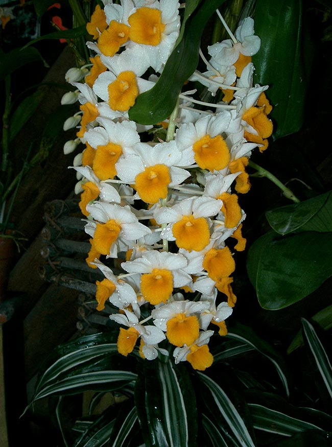 Dendrobium thyrsiflorum Dendrobium thyrsiflorum