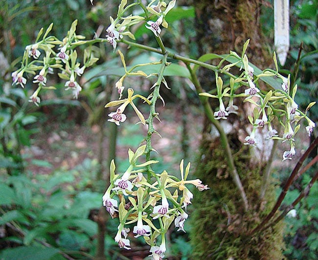 Doencas da planta