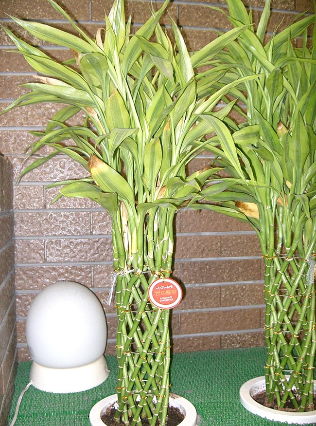 Dracaena sanderiana 2 Dracaena sanderiana 2