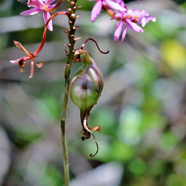 Epidendrum 1