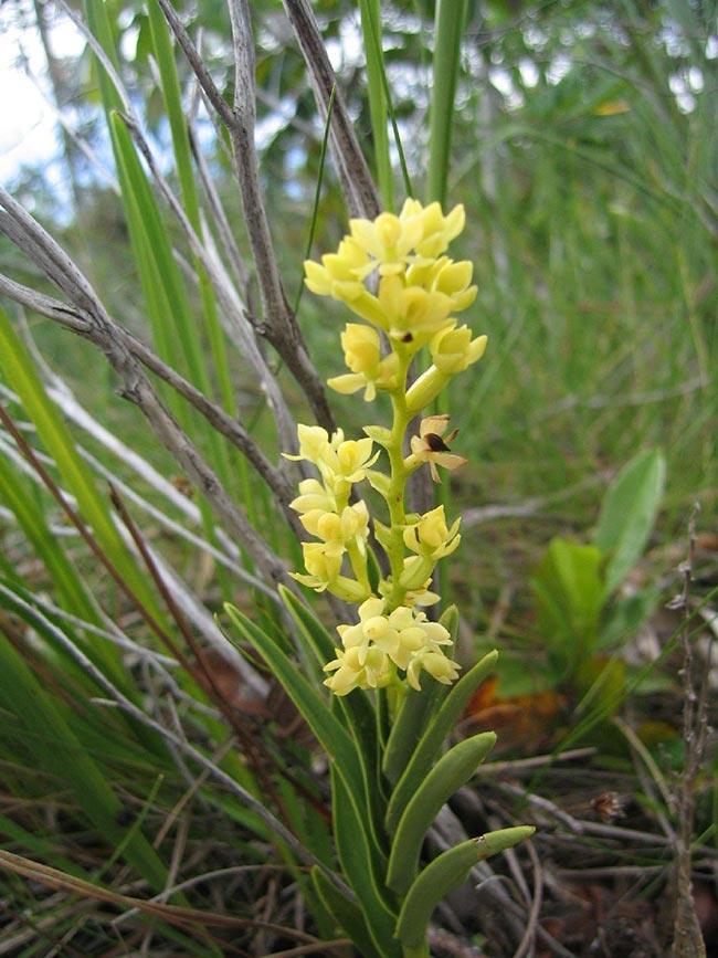 Especie Epidendrum