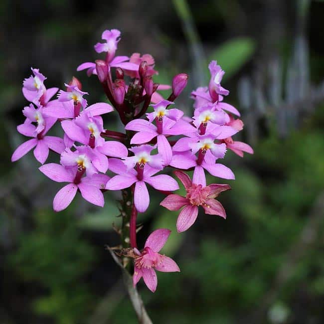 Especies de Epidendrum 1 2
