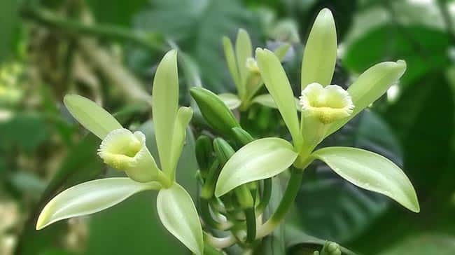 Especies de Epidendrum 2 2