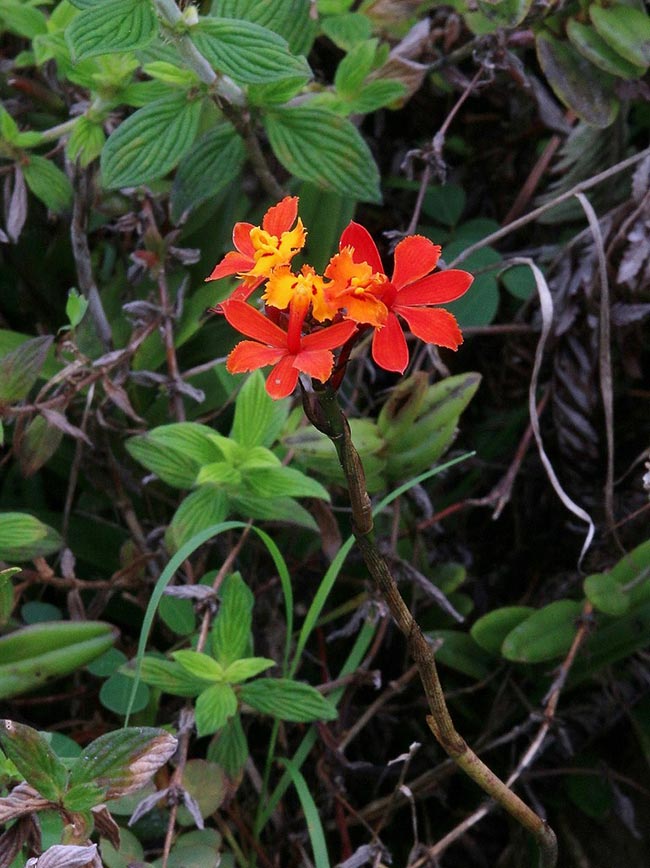 Especies de Epidendrum 3 2