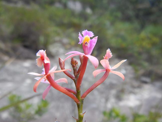 Especies de Epidendrum 4 2
