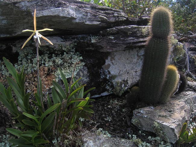 Especies de Epidendrum