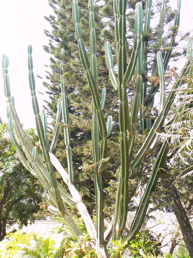 Euphorbia ingens 1 1