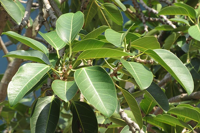 Ficus altissima 1 Ficus altissima 1