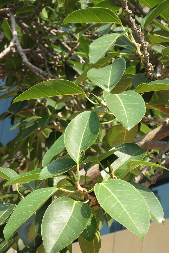 Ficus altissima Ficus altissima