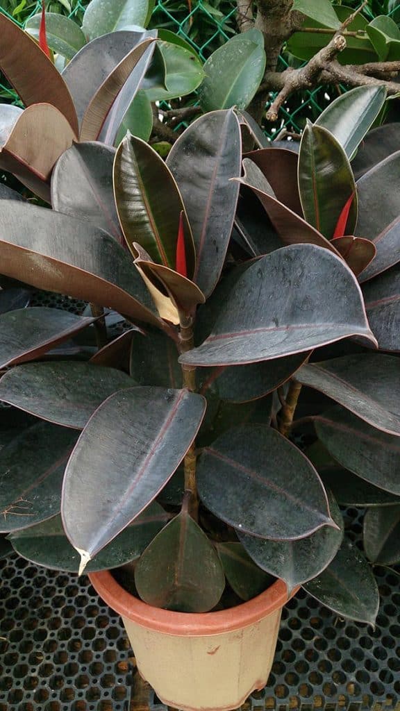 Ficus elastica em vaso 1