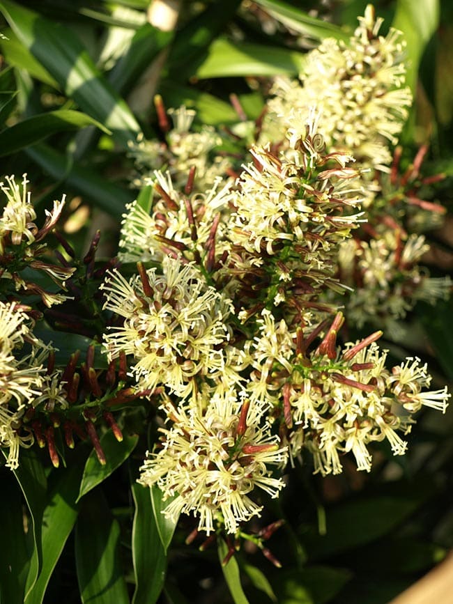 Flor da Cancao da India Flor da Cancao da India