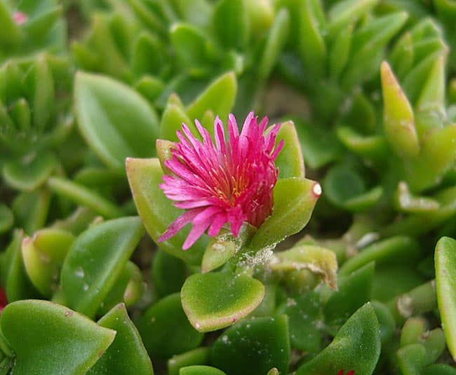 Flor de Aptenia cordifolia 2 Flor de Aptenia cordifolia 2