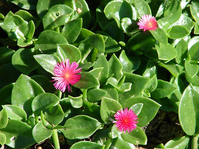 Flor de Rosinha de Sol 2 Flor de Rosinha de Sol 2