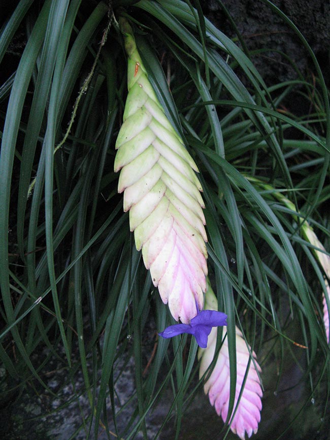 Flor de Tilandsia 1 2