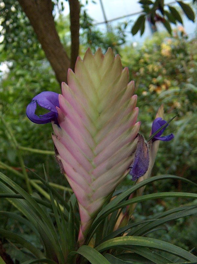 Flor de Tilandsia 2 2
