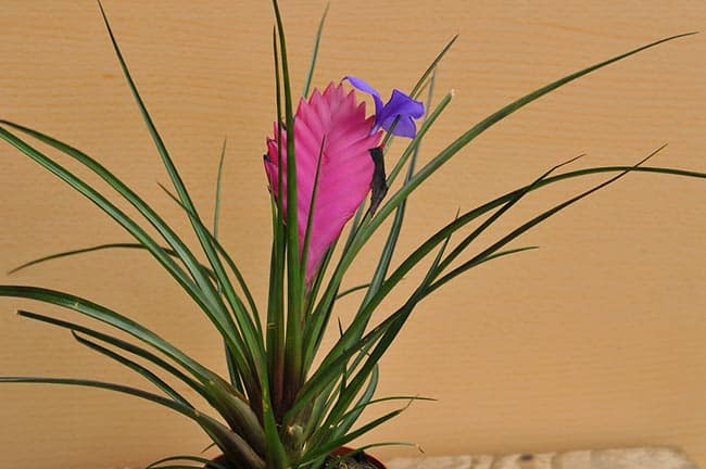 Flor de Tilandsia 3 2