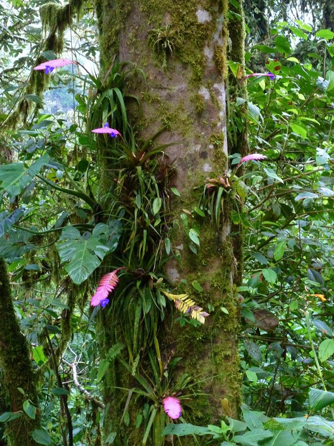 Flor de Tilandsia 4 2