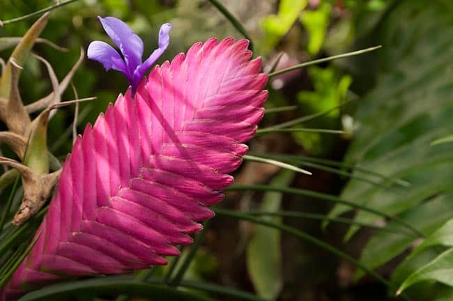 Flor de Tilandsia 5 2