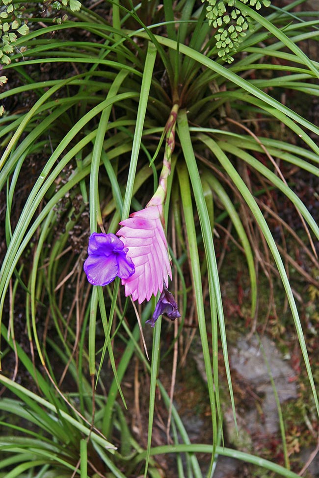Flor de Tilandsia 6 2