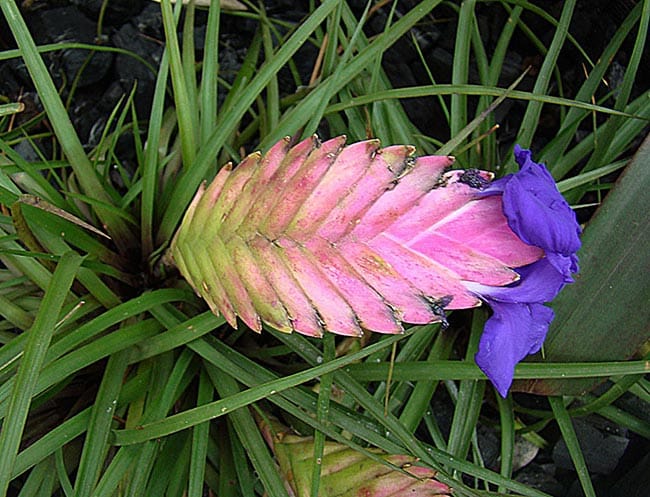 Flor de Tilandsia 8