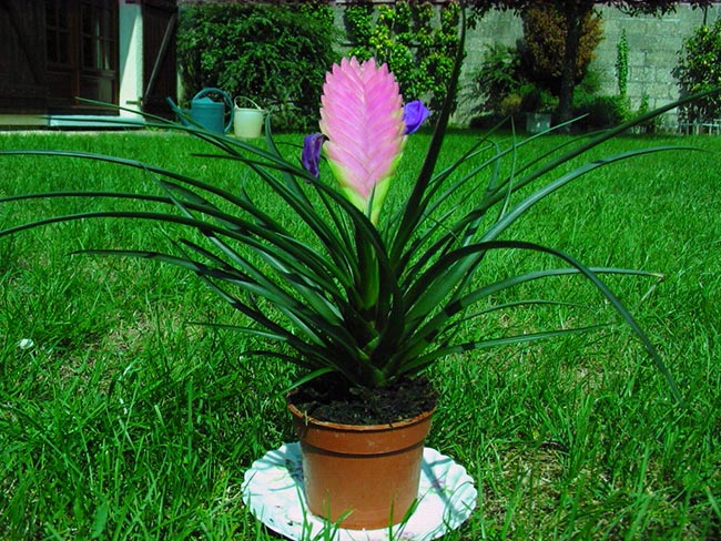 Flor de Tilandsia em vaso 1