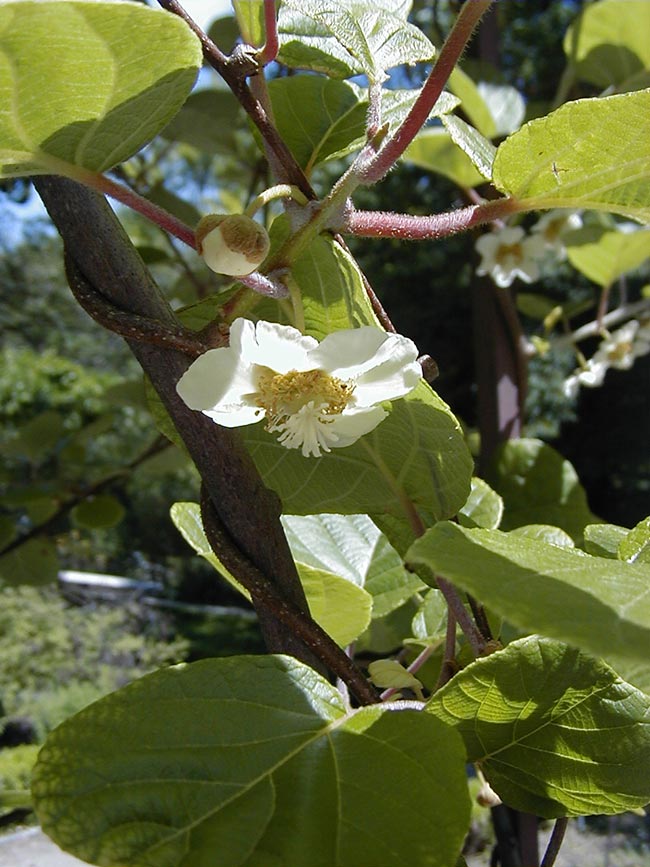 Flor de kiwi 2