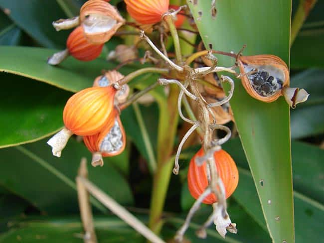 Flores de Alpinia zerumbet 1