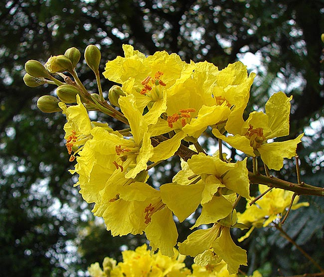 Flores de Canafistula 2